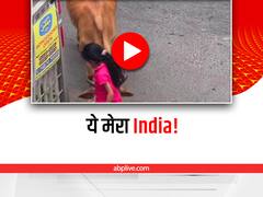 Watch: गौ माता को खाना खिलाती और फिर kiss करती बच्ची का वीडियो हुआ वायरल, आपने देखा!