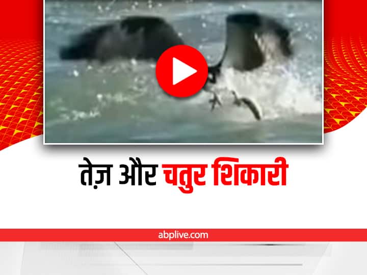 Eagle hunt fish video viral on social media Viral: तेज तर्रार चील ने कुछ इस तरह से किया मछली का शिकार, देखिए ये रोमांचकारी वीडियो