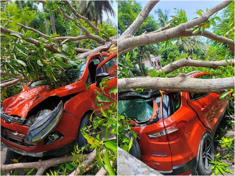 Konaseema district heavy tree fell down on car two injured Konaseema News : కోనసీమ జిల్లాలో తప్పిన పెనుప్రమాదం, కారుపై కూలిన భారీ వృక్షం