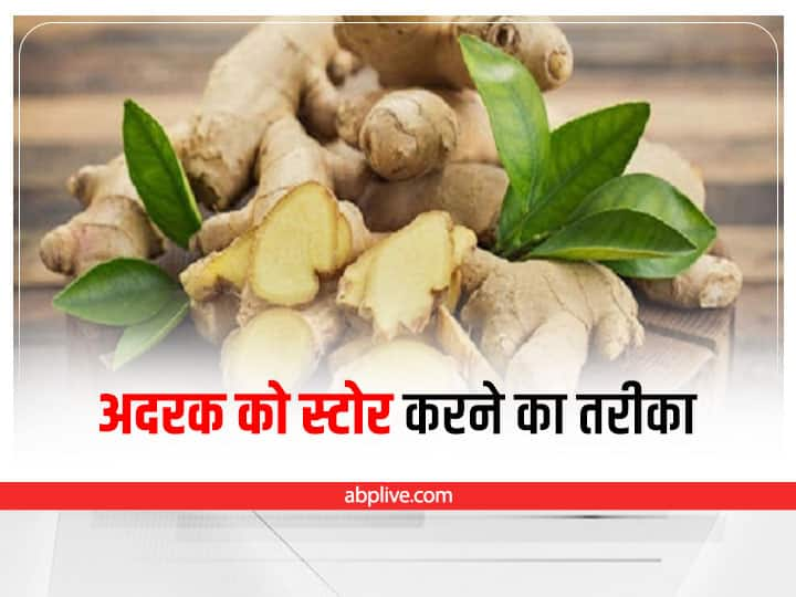 Kitchen Hacks How To Store Ginger In Monsoon Ginger Storage Tips For Long Time Health Benefits of Ginger Kitchen Hacks: बारिश में गलने लगी है अदरक, तो इस तरह करें स्टोर