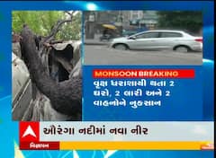 વલસાડ: મુંદ્રા વાડી વિસ્તારમાં મહાકાય વૃક્ષ ધરાશાયી