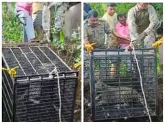 Watch: महाराष्ट्र में खुले कुएं में जा गिरा खुंखार तेंदुआ, वन विभाग की टीम ने किया रेस्क्यू