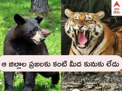 Srikakulam జిల్లాలో మరోసారి ఎలుగుబంటి దాడి, పెద్ద పులితో కాకినాడలో గుండె దడదడ - 2 జిల్లాలను వణికిస్తున్న ఎలుగు, బెంగాల్ టైగర్