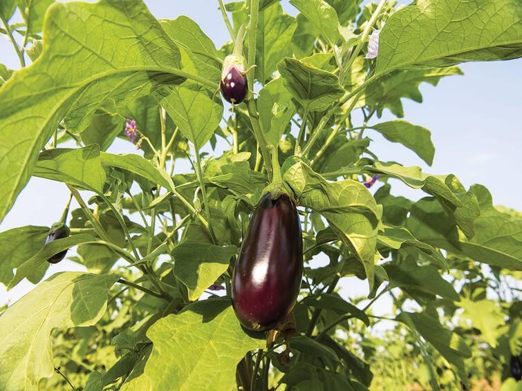 Agriculture News: Know how to do brinjal farming during kharif season Brinjal Farming: બજારમાં બમણા ભાવે વેચાશે રીંગણ, ચોમાસામા આ સાવધાની સાથે કરો વાવણી