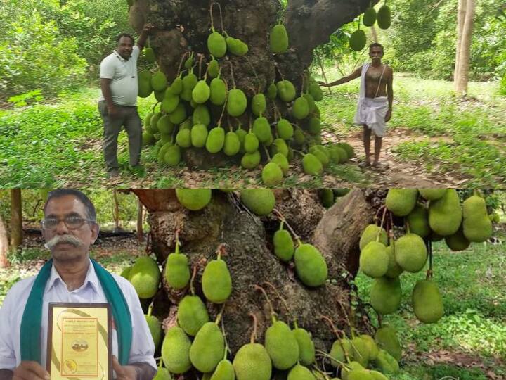 Cuddalore District Panruti heritage  jackfruit tree is more than 200 years old Panruti Jackfruit : 2 நூற்றாண்டைத் தாண்டிய பலாமரம்.. பண்ருட்டியில் இப்படி ஒரு பழமையான இனிப்புக்கதை..