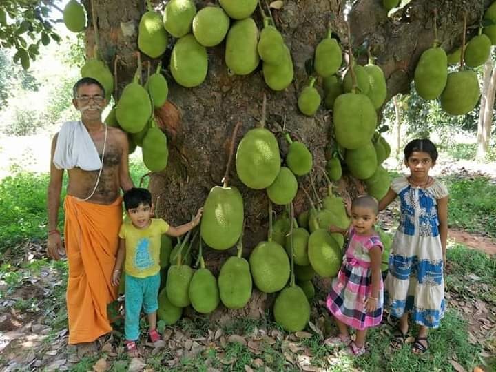 Panruti Jackfruit : 2 நூற்றாண்டைத் தாண்டிய பலாமரம்.. பண்ருட்டியில் இப்படி ஒரு பழமையான இனிப்புக்கதை..