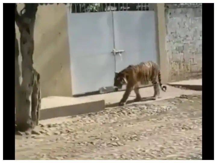 trending video marathi news showing bengal tiger roaming around freely on mexican road goes viral on social media Viral Video : बापरे! जंगलातला वाघ चक्क शहरात बिनधास्त फिरत होता, पुढे जे काय झाले ते पाहा..