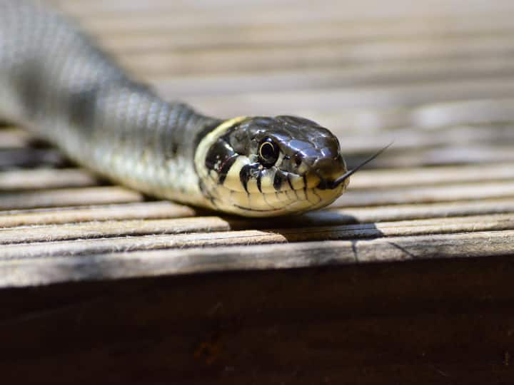 UP News Banda man ate snake after being bitten by the snake ann Banda News: सांप ने काटा तो आया गुस्सा, शख्स ने कच्चा चबाया, जब डॉक्टरों को पता चला तो...
