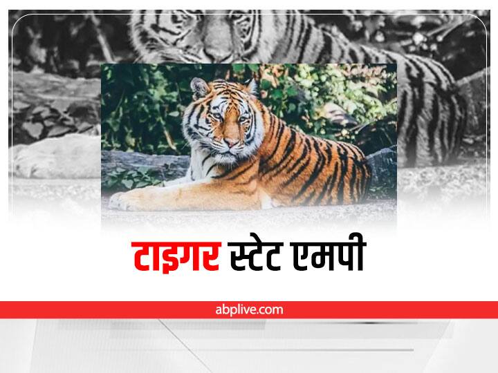 Madhya Pradesh News Tiger State Will Remain With Madhya Pradesh, Madhya  Pradesh Has The Highest Number Of Tigers ANN | Tiger State MP: मध्य प्रदेश  के पास टाइगर स्टेट का ताज रहेगा