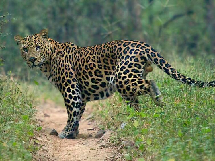 Nashik news update Schoolboy killed in leopard attack in Nashik Nashik News : बिबट्याच्या हल्ल्यात शाळकरी मुलाचा मृत्यू, नाशिकमधील घटनेने हळहळ 