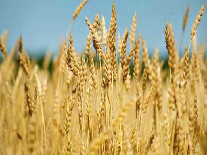 Wheat prices up 14% in 6 weeks on low supply Wheat prices : गेल्या सहा आठवड्यात गव्हाच्या किंमतीत 14 टक्क्यांची वाढ, बिस्किटे, ब्रेड यासारखे पदार्थ महागणार