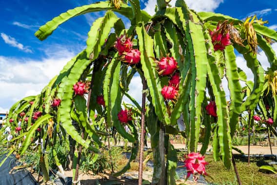Dragon Fruit Cultivation: विदेशी बाजारों में बढ़ी भारत के ड्रैगन फ्रूट की मांग, गर्म-रेतीली मिट्टी में उगाकर कमायें बंपर मुनाफा Dragon Fruit Cultivation: विदेशी बाजारों में बढ़ी भारत के ड्रैगन फ्रूट की मांग, गर्म-रेतीली मिट्टी में उगाकर कमायें बंपर मुनाफा