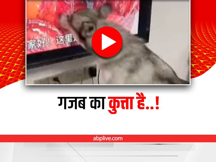 Viral: टीवी पर खाना देख स्क्रीन चाटने लगा ये कुत्ता, देखिए मजेदार वीडियो Dog started licking screen after seeing food on tv Viral: टीवी पर खाना देख स्क्रीन चाटने लगा ये कुत्ता, देखिए मजेदार वीडियो