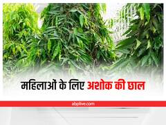 Ashoka Bark For Women: अशोक की छाल में हैं कई गुण, महिलाओं की इन परेशानियों को करता है दूर