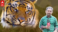 Bengal Tiger Fear Continues:పెద్దపులి భయం వల్ల ఆ 3 మండలాల ప్రజలకు ఇప్పటికీ మనశ్శాంతి లేదు| ABP Desam