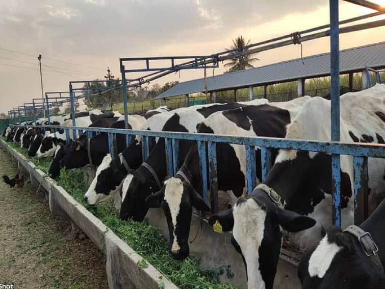 Risk of various diseases to animals in rainy season, what precautions should be taken by the Farmers? Animal Husbandry :  पावसाळ्यात जनावरांना विविध आजारांचा धोका, पशुपालकांनी नेमकी काय खबरदारी घ्यावी?