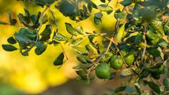 Alert! कहीं बारिश में खो न जाये अमरूद की मिठास, इस तरीके से करें अमरूद के बागों की देखभाल