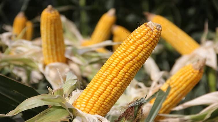 sowing maize or corn farming amid rains in Kharif season Know Corn Cultivation: अच्छी और स्वस्थ उपज के लिये मेड़ों पर करें मक्का की बिजाई, बरतें ये सावधानियां