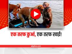 Watch: बंदरों पर लगातार हमला करते रहे कुत्ते, यूजर्स ने वीडियो बनाने वाले को दी गालियां