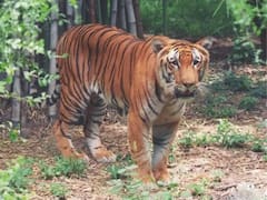 Kakinada News : ప్లేసు మార్చిన పెద్దపులి, రోజుకో కొత్త ప్రాంతంలో తిష్ట