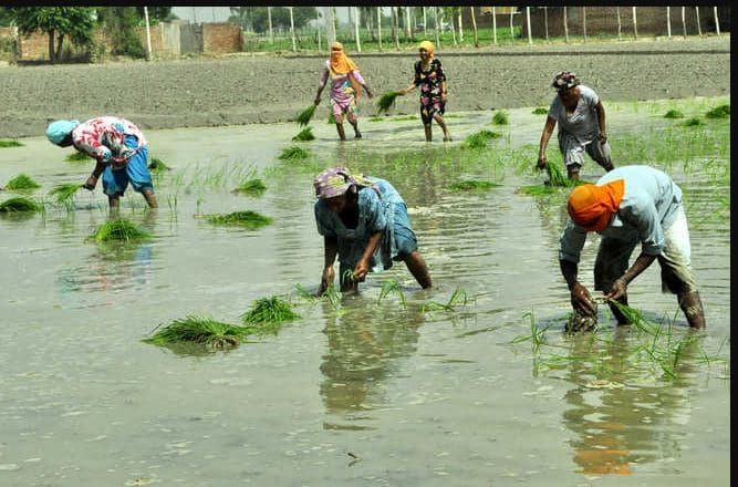 Punjab News: Lack of labour in Punjab Punjab News: ਝੋਨੇ ਦੀ ਬਿਜਾਈ ਲਈ ਮੁਸ਼ਕਲਾਂ 'ਚ ਕਿਸਾਨ, ਨਹੀਂ ਮਿਲ ਰਹੀ ਲੇਬਰ