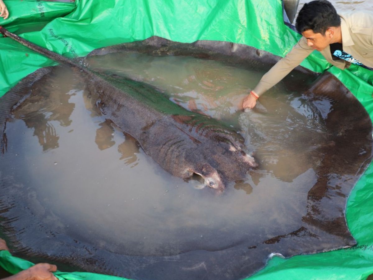 Meet ‘Boramy’, World’s Largest Freshwater Fish Caught In Cambodia. It Will Be Tracked For A Year