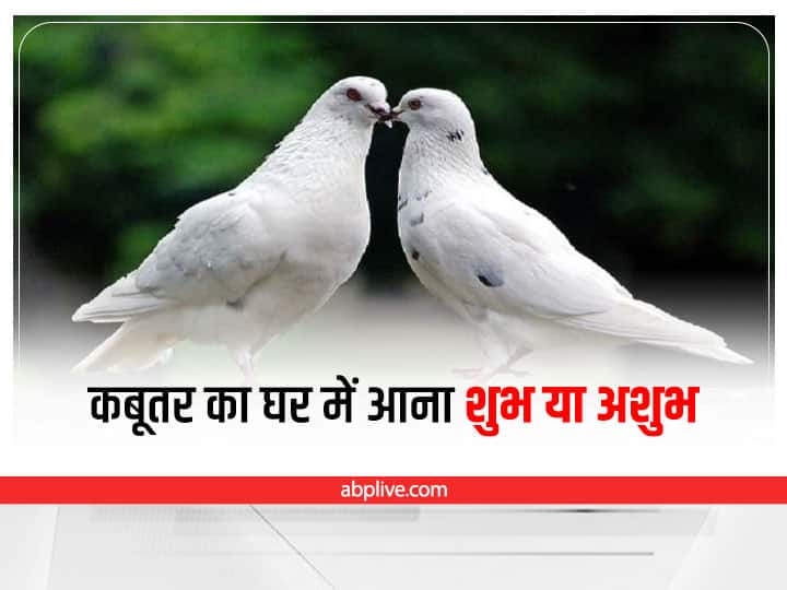 Pigeons at Home: Astrology Pigeons nest in house auspicious sign Pigeons Astrology at Home: क्या आपके घर भी आते हैं कबूतर? जान लें उनसे जुड़े ये संकेत