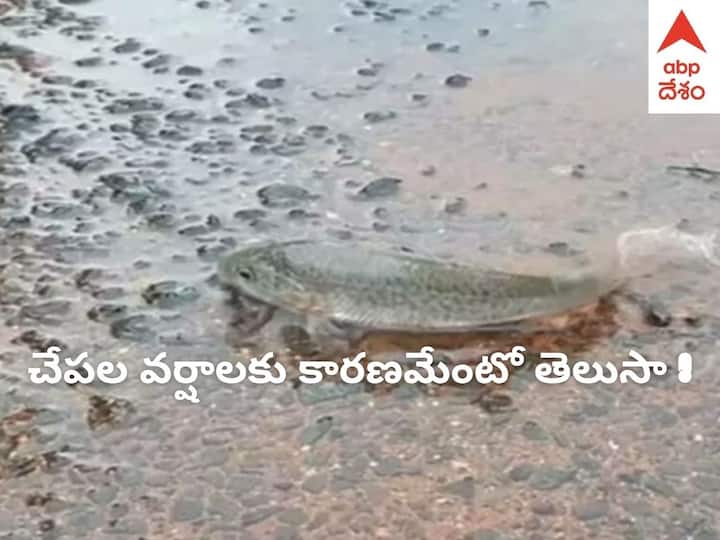Fish Rain at Kaleshwaram in Jayashankar Bhupalpally District DNN Fish Rain: కాళేశ్వరంలో చేపల వర్షం, ఇలా ఎందుకు జరుగుతుందో తెలుసా! నిపుణుల అభిప్రాయం ఇదే