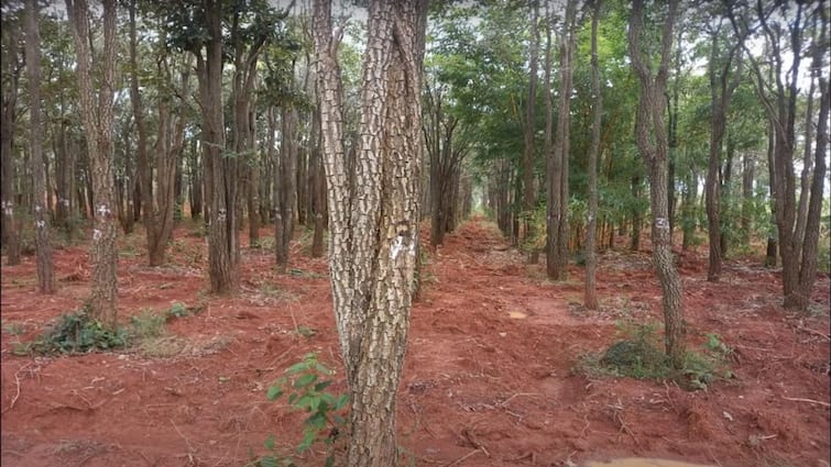 Know more about the farming of rare Red Chandan in Indian export all over world Red Chandan: दुनिया भर में करोड़ों के भाव बिकता भारत का लाल चंदन, जानें कहां और कैसे शुरू करें इसकी खेती