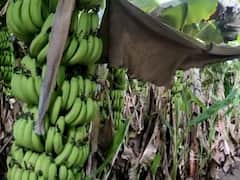 Record rates for Banana : नांदेडच्या केळी उत्पादक शेतकऱ्यांची चांदी, केळीला पहिल्यांदाच मिळतोय विक्रमी दर 