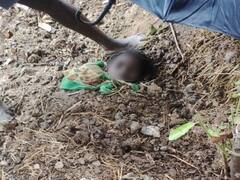 Surguja News: सरगुजा में सामने आया अंधविश्वास का खेल, आकाशीय बिजली से झुलसी दो बच्चियों को गोबर के ढेर में गाड़ा, जानें पूरा मामला