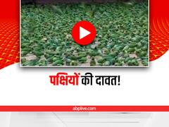 Watch: इस छत पर हर दिन हजारों पक्षी खाते हैं दाना, आप देखेंगे तो हैरान रह जाएंगे