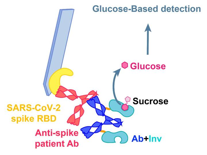 Covid 19 Antibodies Can Be Detected Using New Glucose Meter Do You Have Covid-19 Antibodies? New Glucose Meter Can Tell You