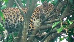 Alipurduar Leopard Scare : আম গাছের ডালে ওটা কী? চিতাবাঘ দেখে ঘুম ছুটল আলিপুরদুয়ারে