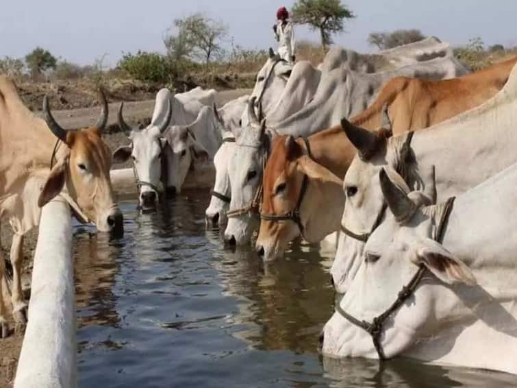 Animal Husbandry: Farmers can do dairy farming with desi cow and earns good profit Cow Farming: ખેતીની સાથે સારા નફા માટે કરો દેશી ગાય પાલન, આ રીતે કરો ગાયની દેખભાળ