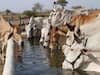 Cow Farming: ખેતીની સાથે સારા નફા માટે કરો દેશી ગાય પાલન, આ રીતે કરો ગાયની દેખભાળ