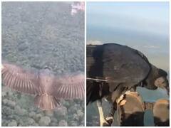 Trending News : पॅराग्लायडरवर स्वारी करताना दिसले गिधाड, व्हिडिओ पाहून नेटकरी थक्क 