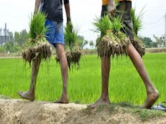 Maharashtra Weather Update: कम बारिश महाराष्ट्र के किसानों के लिए बनी चिंता, IMD ने कहा- अगले सात दिन होंगे अहम