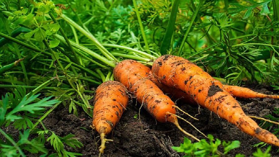 know the right way of preparing field and sewing high quality seed for carrot farming Carrot Farming: गाजर की बुवाई से पहले जरूर जान लें इन बारीकियों के बारे में, जल्द करवायें मिट्टी की जांच