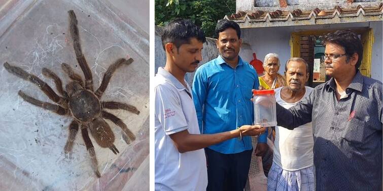 Panic spread from Tarantula spider in Purulia Raghunathpur area Purulia: ট্যারেন্টুলা মাকড়সা থেকে আতঙ্ক ছড়াল পুরুলিয়ার রঘুনাথপুর এলাকায়