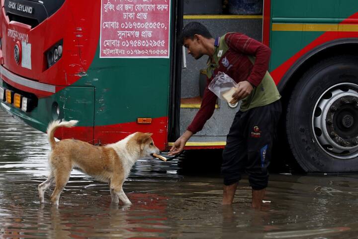 A man feeds a dog in a flooded residential area following heavy rain in Sunamganj. (Image Source: AFP)
