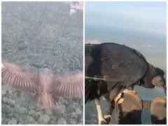 Watch: પૈરાગ્લાઈડીંગ કરી રહેલા શખ્સે ગીધને લિફ્ટ આપી, જુઓ ગીધ સાથેની રોમાંચક હવાઈ મુસાફરીનો વીડિયો