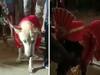 Dogs Wedding: बिहार में कुत्ते की शादी में आए 400 बाराती, विवाह देखने के लिए पहुंचे कई गांव के लोग