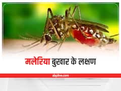 Malaria Fever: खतरनाक हो सकता है मलेरिया का बुखार, इन लक्षणों को न करें नज़रअंदाज