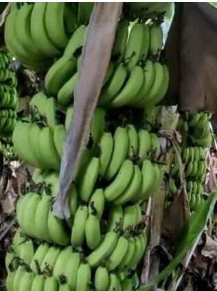 Photo : नांदेडच्या केळीला पहिल्यांदाच विक्रमी दर