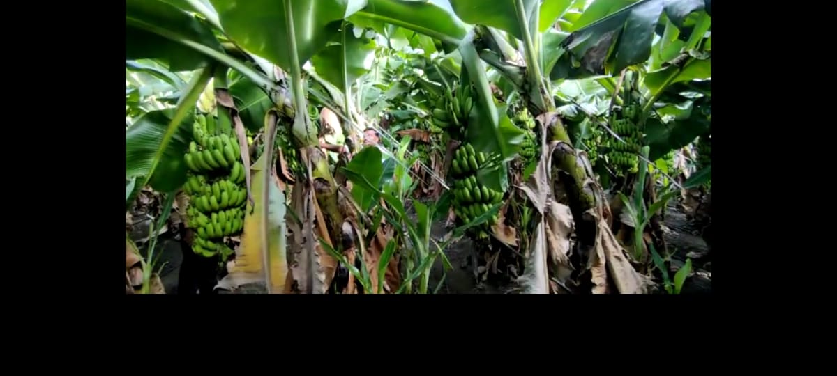 Record rates for Banana : नांदेडच्या केळी उत्पादक शेतकऱ्यांची चांदी, केळीला पहिल्यांदाच मिळतोय विक्रमी दर 