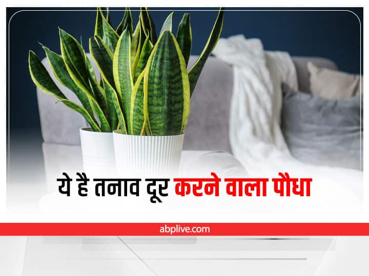 Vastu Tips Snake plants benefit stress relief plant keep at home to get success Vastu Tips For Plant: घर में इस एक पौधे को रखने से मिलेंगे 5 फायदे, करियर में आ रही बाधाएं होंगी दूर