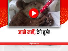 Watch: तड़पती गिलहरी को बचा पाएंगे ये भाई बहन! वीडियो आपको हैरान कर देगा