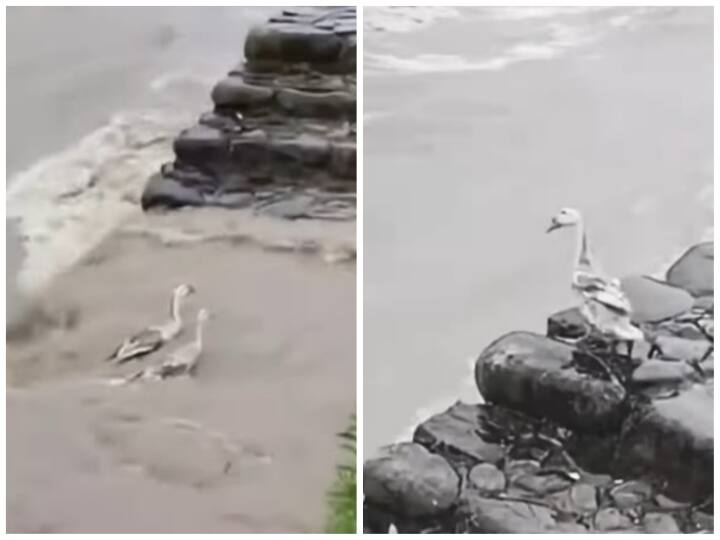 bird jumped into raging flood water for save friend Watch: दोस्त को बचाने के लिए पक्षी ने लगाई पानी में छलांग, दोस्ती देख रह जाएंगे दंग