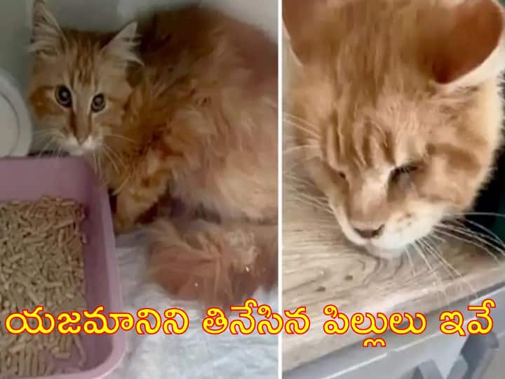 Pet cats that ate the owner, the accident that came out two weeks later Viral news: యజమానిని నమిలి తినేసిన పెంపుడు పిల్లులు, రెండు వారాల తర్వాత బయటపడ్డ దుర్ఘటన